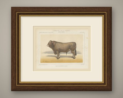 Bazadaise Bull, French Cattle Chromolithograph by Olivier de Penne, 1863, shown framed