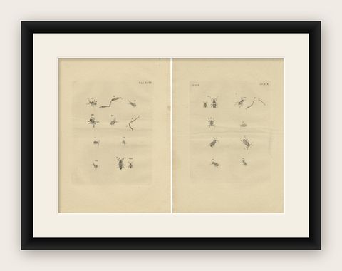 Set of 2 Antique Prints of Various Small Beetles, shown framed