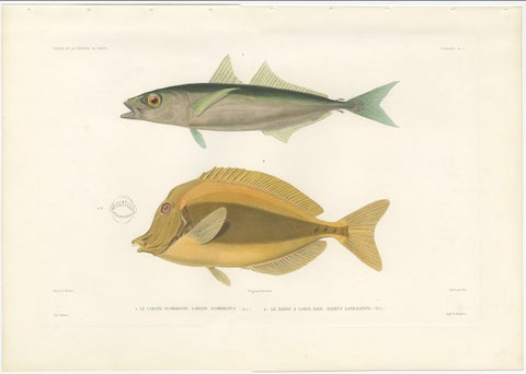 Mackerel Jack and Surgeonfish, Decorative Antique Sea Life Lithograph, 1846, close-up 1