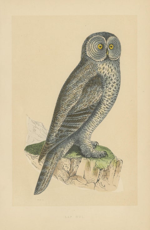 Antique Bird Print of a Lap Owl, view 3