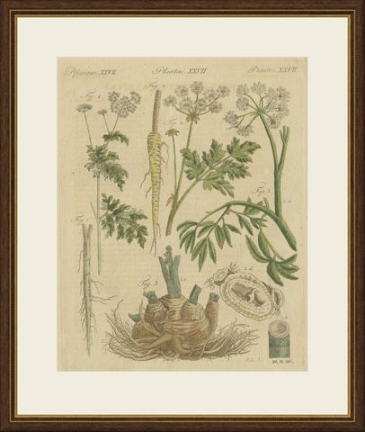 Chervil, Parsley and Celeriac Kitchen Herbs, Antique Bertuch Print, circa 1802, shown framed