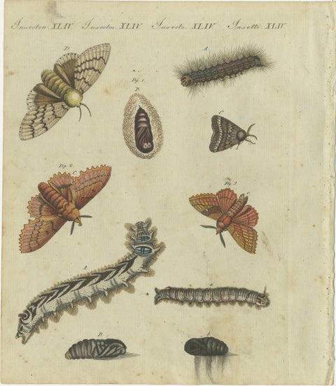Life Cycle of Moths and Caterpillars: Stages of Transformation, Bertuch, 1805, view 2