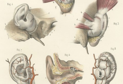 The External Ear, Antique Hirschfeld Anatomy Print, 1866, view 4