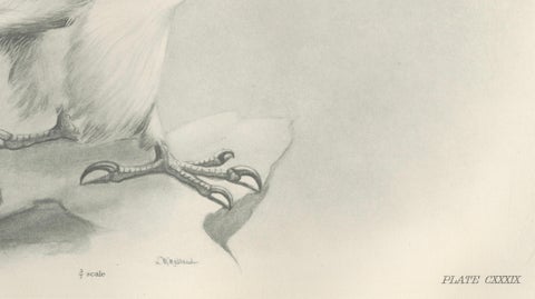Antique Greenland Gyrfalcon Bird Print by Lilian M. Medland, circa 1908, close-up 3