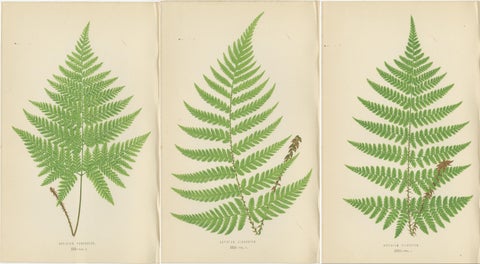 Set of 3 Antique Fern Prints - Aspidium Pubescens, Elongatum, Dilatatum (c.1868), view 5