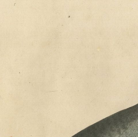 Antique Bird Print of a Turtle Dove, close-up 2