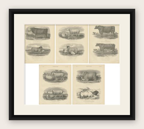 Set of 5 Antique Prints of Farm Animals Cow, Bull, Sheep, Pig, circa 1879, shown framed