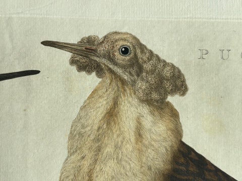 Ruff Bird Print with Nest, Tringa Pugnax by Nozeman and Sepp, 1770, view 11