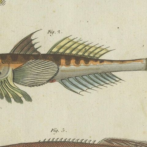 Vibrant 1805 Handcolored Engraving of Rare Fish Species from Bertuch's Work, close-up 5