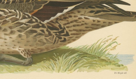 Vintage Pintail Duck Lithograph, Northern Pintail Anas Acuta, Sweden - 1929, close-up 4