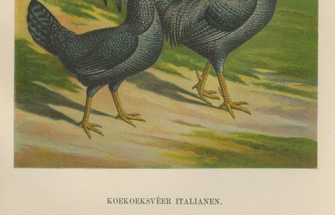 The Striking Cuckoo Italian Chicken - A Rare 19th Century Poultry Lithograph, close-up 2