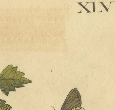 English Moths on Hawthorn Branch, Early 18th-Century Hand-Colored Print, view 4