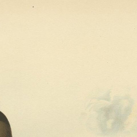 Antique Bird Print of the Parasitic Jaeger by Von Wright, 1929, close-up 1