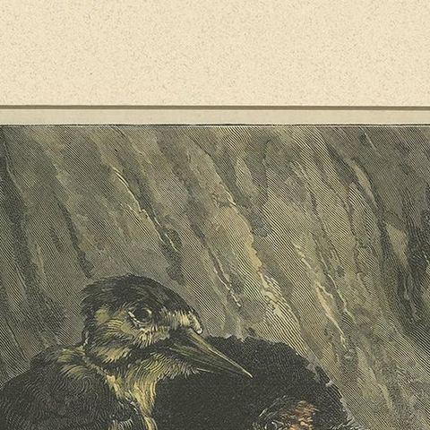 Antique Bird Print of Woodpeckers '1879', close-up 1