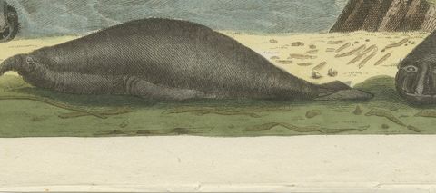 Elephant Seals on a Rocky Shore, Antique Bertuch Print, Vienna, circa 1809, close-up 2