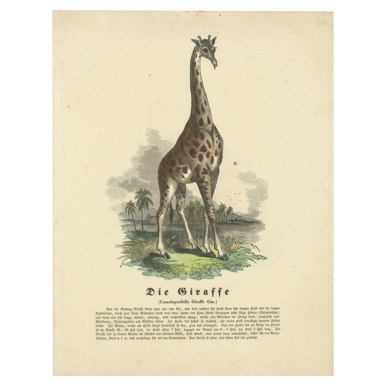 Die Giraffe (Giraffe) - Hand-Colored Zoological Print, Circa 1840