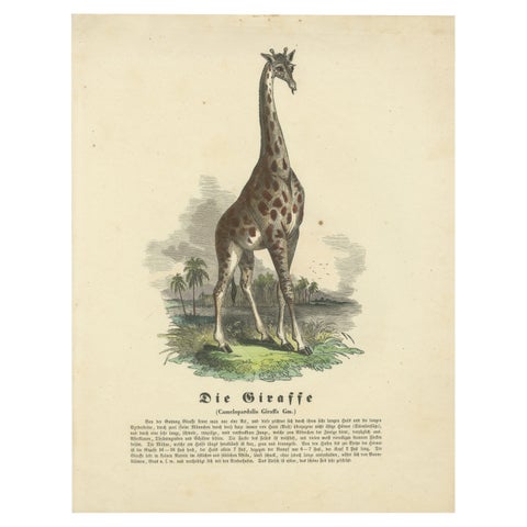 Die Giraffe (Giraffe) - Hand-Colored Zoological Print, Circa 1840
