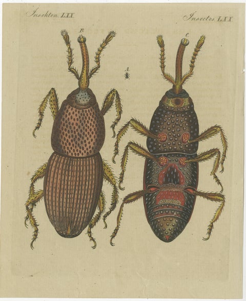 Set of 4 Antique Prints of Various Insects Including the Human Flea and Others, view 5