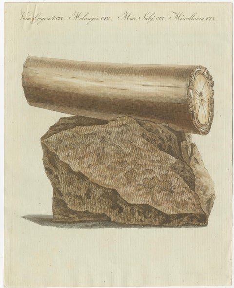 Antique Print of Part of an Excavated Elephant Tusk, view 3