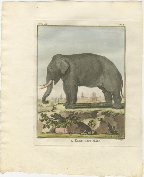 Charming Elephant Pair, Antique Hand-Coloured Prints by Buffon, 1769, view 2