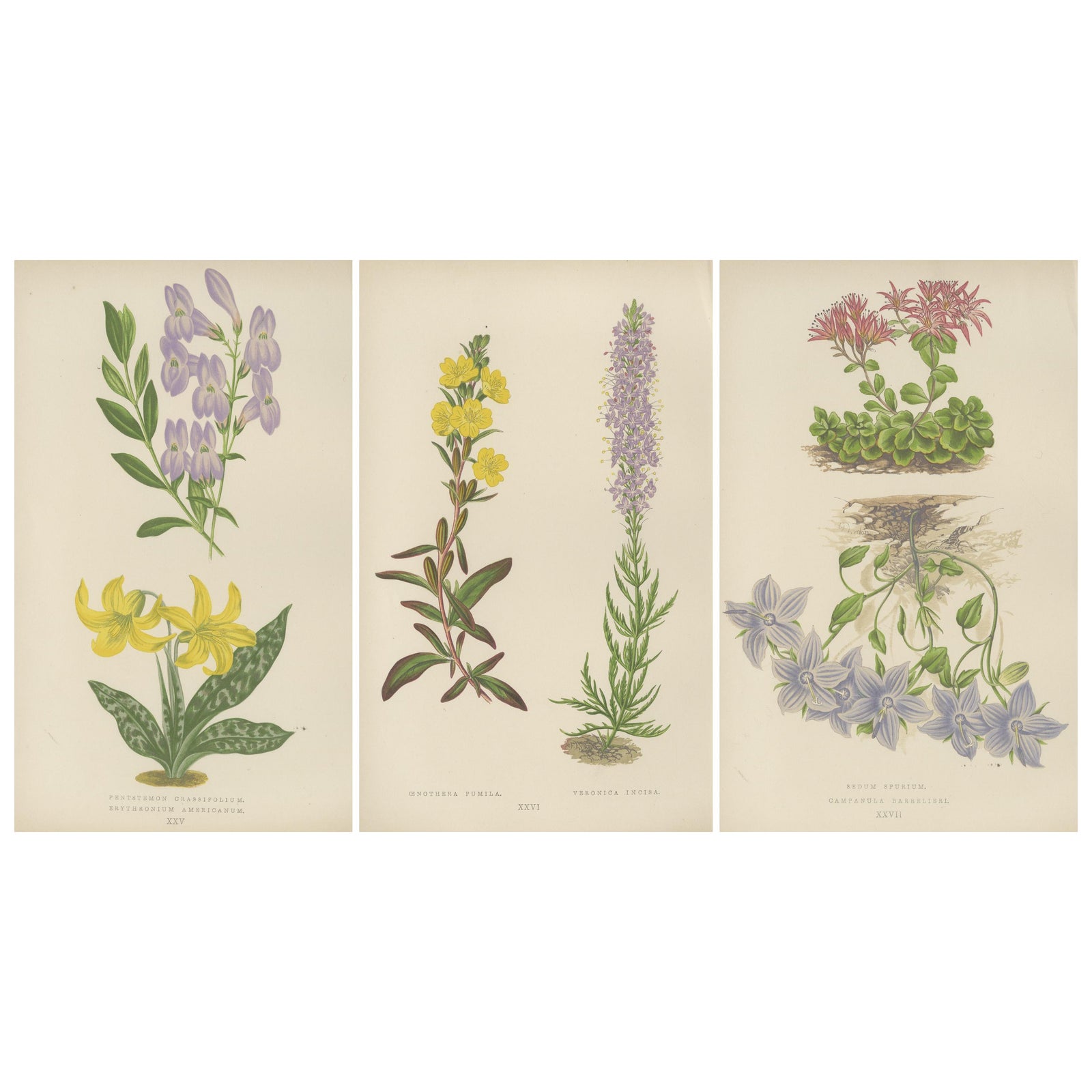 Antique Botanical Triptych with Erythronium Americanum and Bellflower c1870