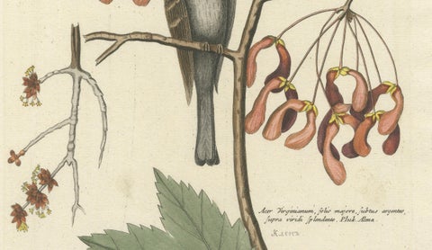 Engraving of The American Tit Bird with Yellow Throat in Old Handcoloring, 1749, close-up 2