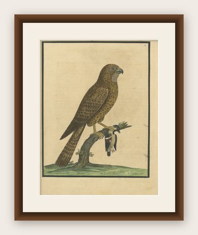 Antique Hand-Colored Engraving of Sparrow Hawk by Eleazar Albin, circa 1730, shown framed