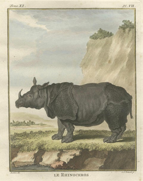 Striking Antique Rhinoceros Engraving, Buffon Hand-Coloured Print Amsterdam 1769, close-up 1
