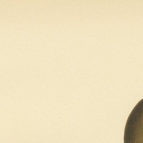 Antique Bird Print of a Female Common Goldeneye by Von Wright, 1929, close-up 1