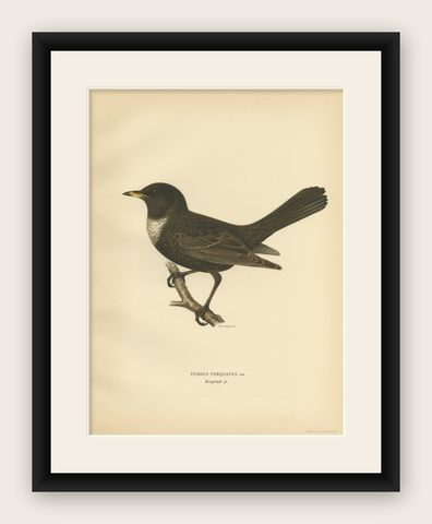 Antique Nicely Colored Bird Print of the Ring Ouzel, 1927, shown framed