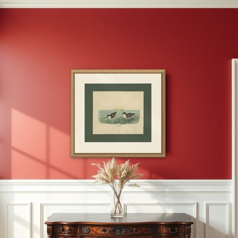 Antique Bird Print of Least Auk made after D.G. Elliot, 1869, shown framed on a wall