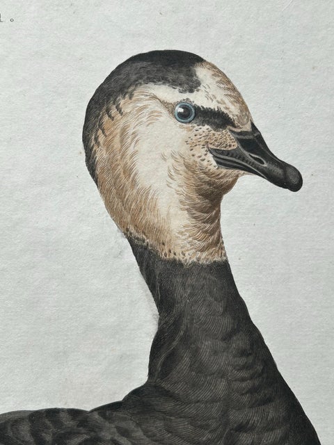 Anas, Brenta, Barnacle Goose from Nederlandsche Vogelen, 1797, view 9