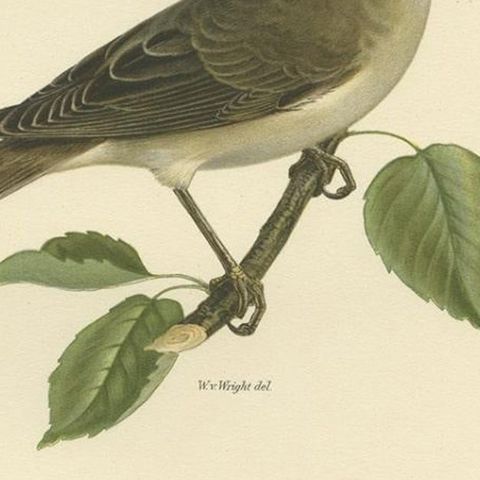 Beautiful Coloured Antique Bird Print of the Garden Warbler, 1927, close-up 2