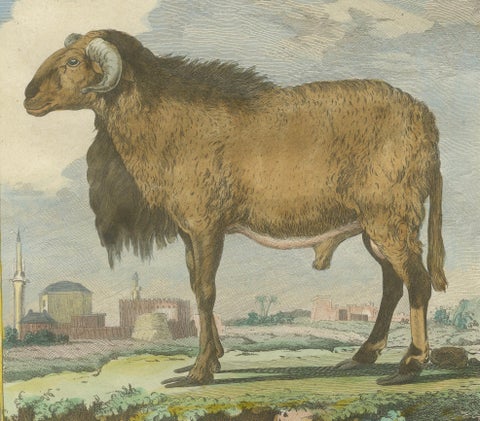 Elegant Morvant Ram Engraving, Buffon Amsterdam Edition 1769, close-up 3