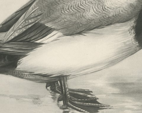 Scaup Drake with Two Mussel Shells, Plate CLXXXIII after Lilian Medland, c. 1909, close-up 2