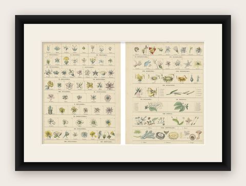 Botanical Classification Prints: Linnaean Flower Classes & Cryptogamia, 1867, shown framed