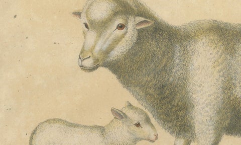 Spanish Sheep, Ewe, Lamb & Ram, Brodtmann Lithograph, 1816, close-up 6