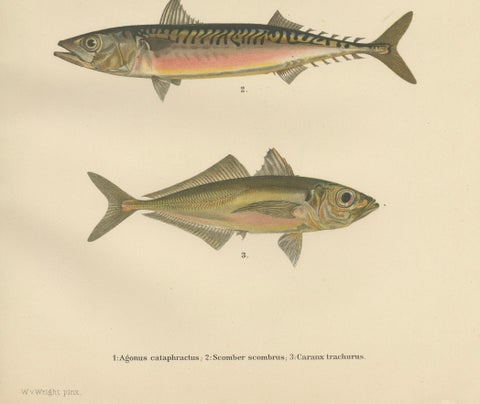 Armored Bullhead, Atlantic Mackerel and Horse Mackerel - Amazing 1895 Fish Litho, close-up 1