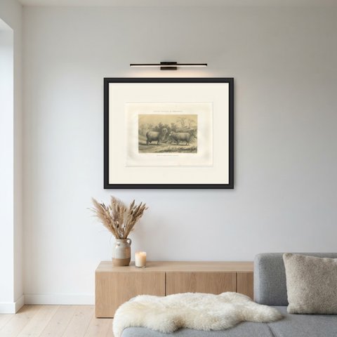 Mauchamp Merino Ram and Ewe, Rambouillet, Antique Sheep Print, 1873, shown framed on a wall