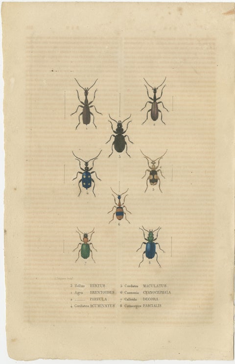 Entomological Treasury: A Detailed Study of Insect Diversity, 1845, view 4