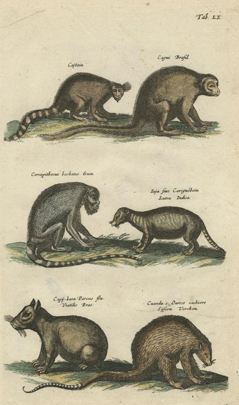 Antique Print of various Mammals Porcupine, Capybara, Otter, Monkey etc., 1657, close-up 1