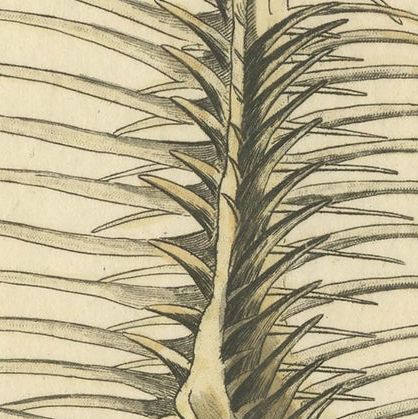 Antique Print of a Thorny Shell by Nodder, 1800, close-up 1