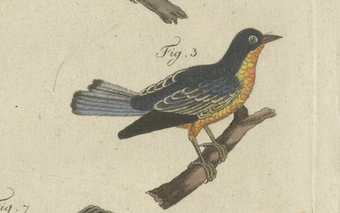 Original Antique Print of Seven Robins, Bluethroats and Yellowthroats, 1796, close-up 6