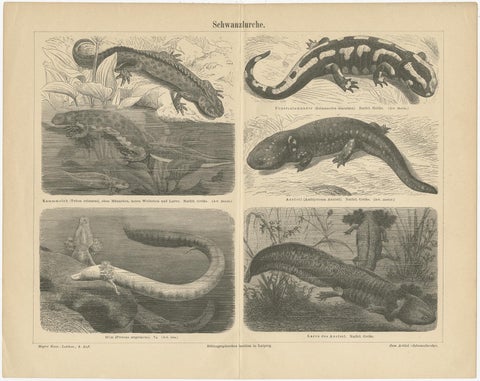 Original Antique Lithograph of Various Tailed Amphibians, circa 1890, view 2