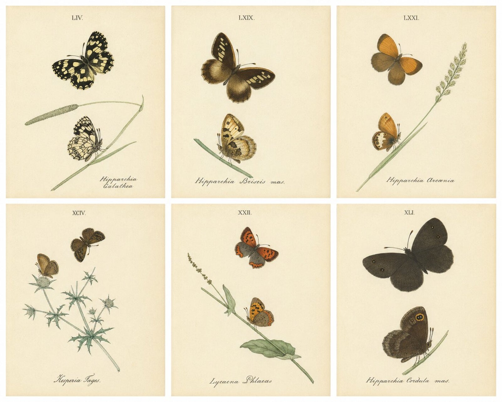 Cabinet-Size British Butterfly Engravings by Jardine & Lizars, 1835
