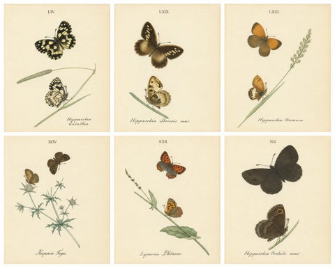 Cabinet-Size British Butterfly Engravings by Jardine & Lizars, 1835