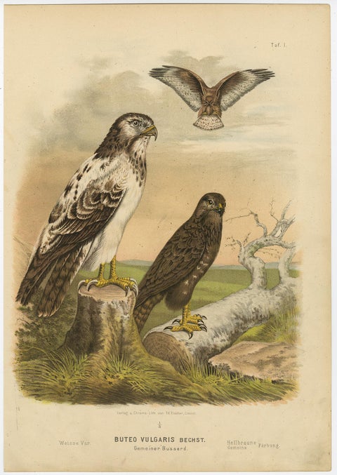 Birds of Prey Prints, Antique Set of Three, Raptors & Hawks, 19th Century, view 2