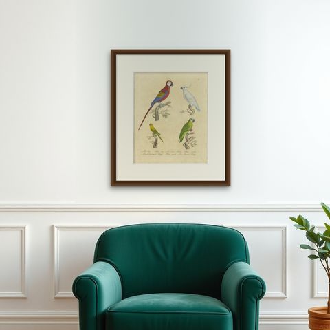Macaw, Cockatoo & Amazon Parrots, Brodtmann Hand-Colored Lithograph, 1816, shown framed on a wall