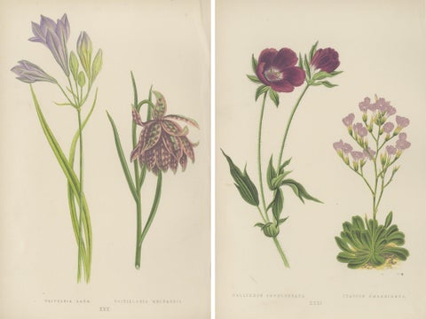 Alpine Botanical Prints of Alpine Blue Gilia and Purple Poppy Mallow, 1874, close-up 1