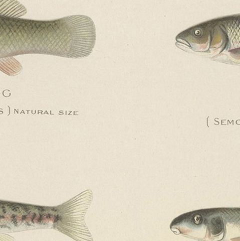Set of 2 Chromolithographs Depicting Eight '8' Kinds of Fish, ca.1902, close-up 3